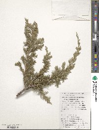 Juniperus horizontalis image