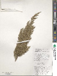 Juniperus horizontalis image