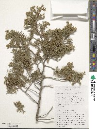 Chamaecyparis thyoides image