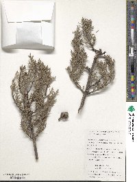 Cupressus arizonica image