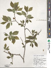 Ulmus szechuanica image