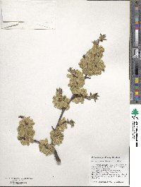 Ulmus davidiana image