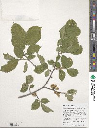 Ulmus davidiana var. japonica image