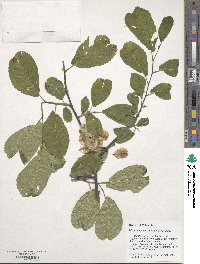 Ulmus davidiana image