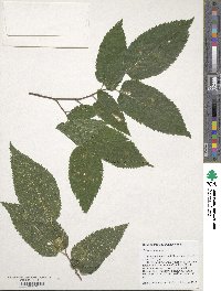 Celtis occidentalis image