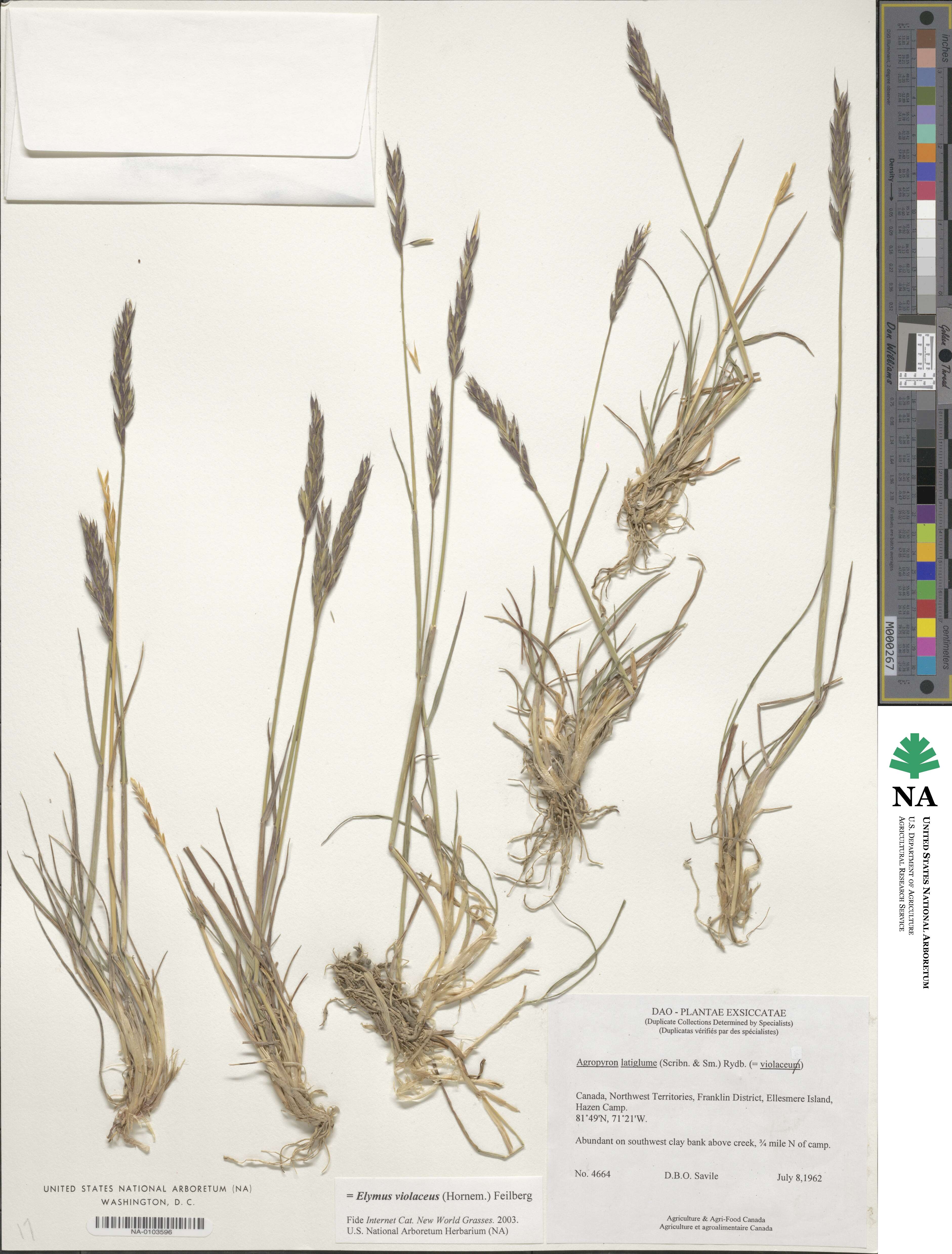 Elymus violaceus image