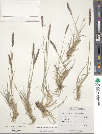 Elymus violaceus image