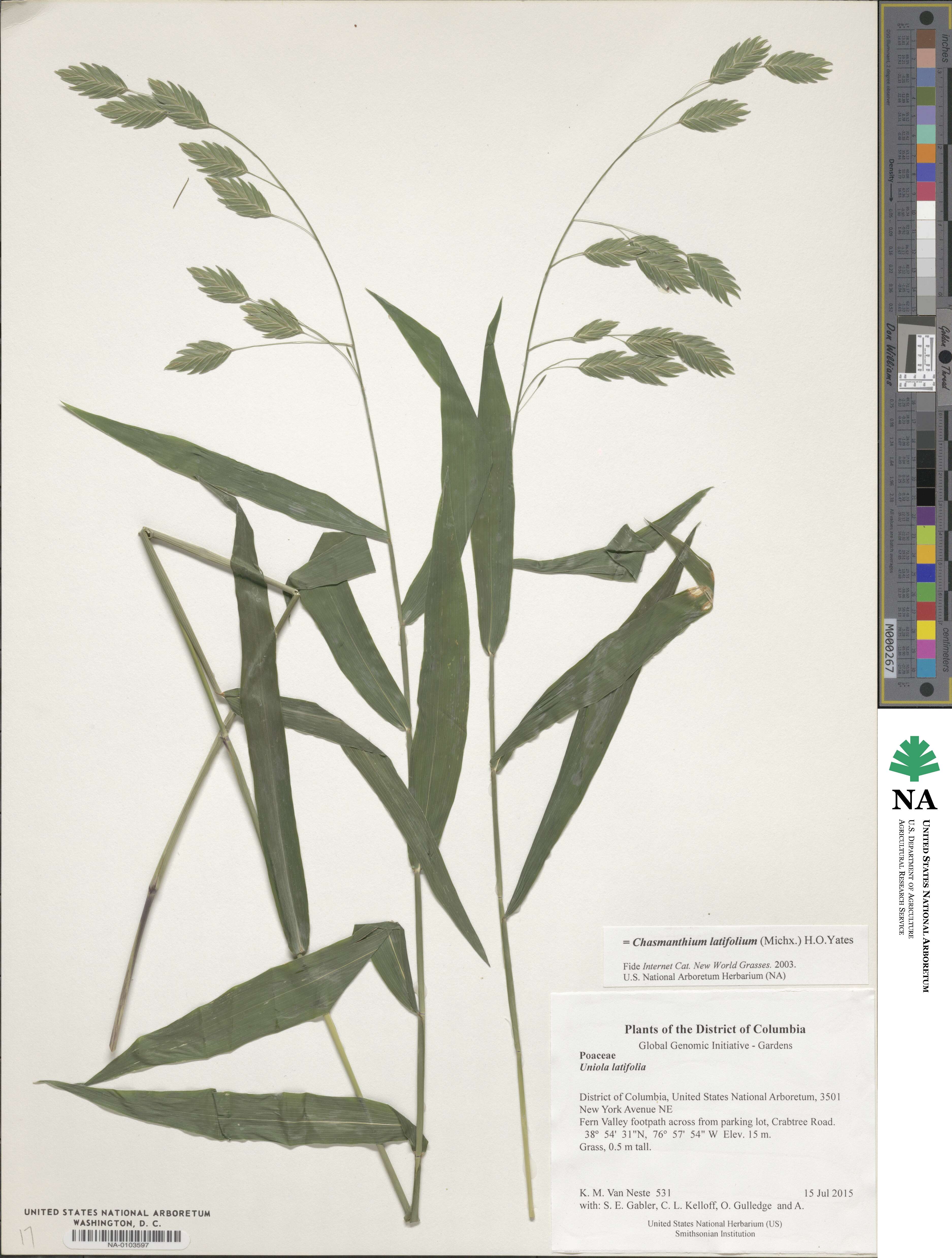 Chasmanthium latifolium image
