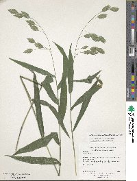 Chasmanthium latifolium image