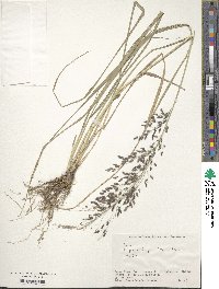 Eragrostis ferruginea image