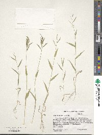 Urochloa reptans image