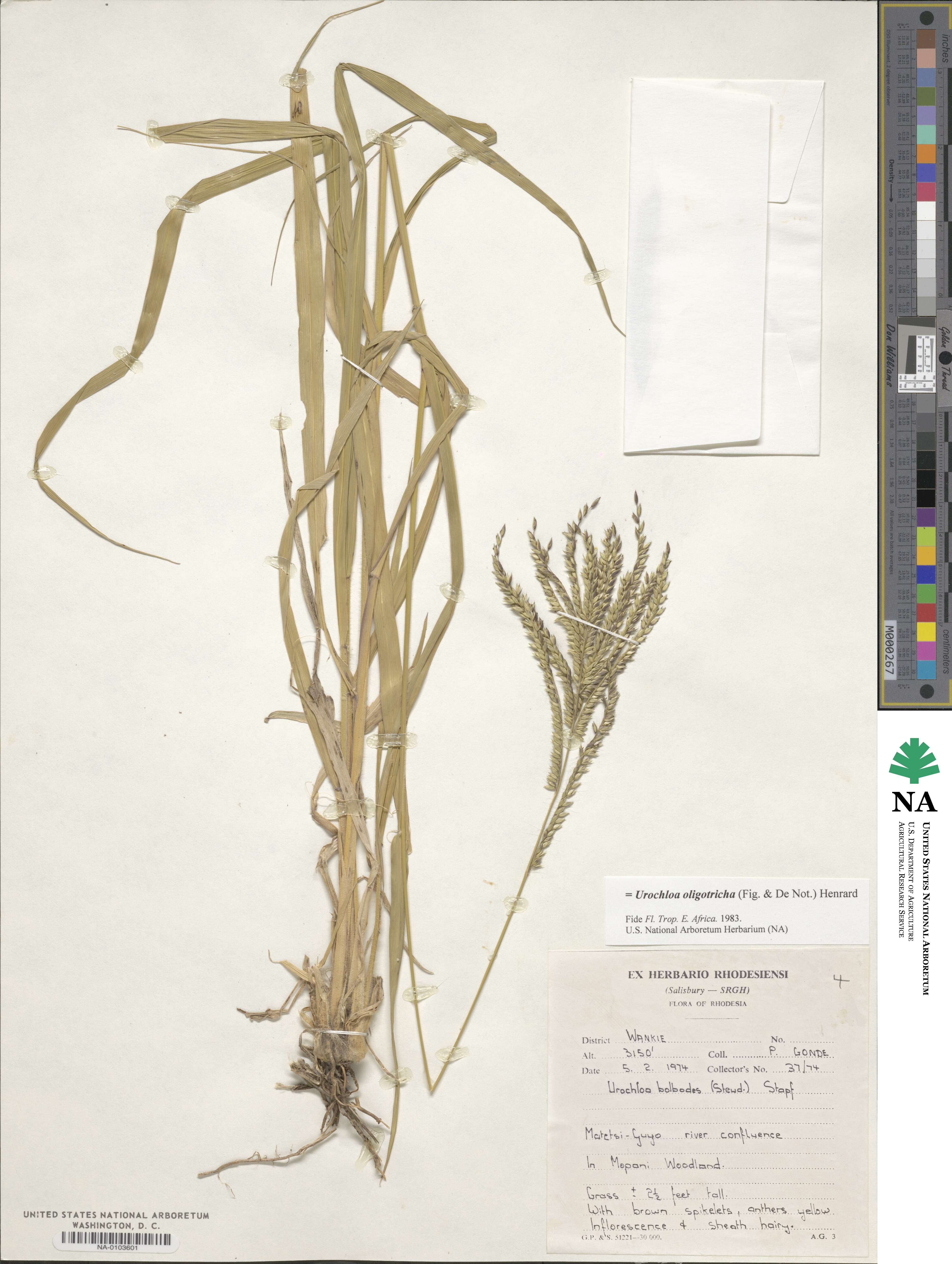 Urochloa oligotricha image