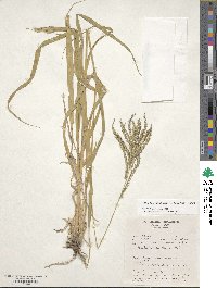 Image of Urochloa oligotricha