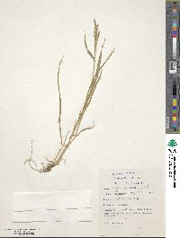 Urochloa panicoides image