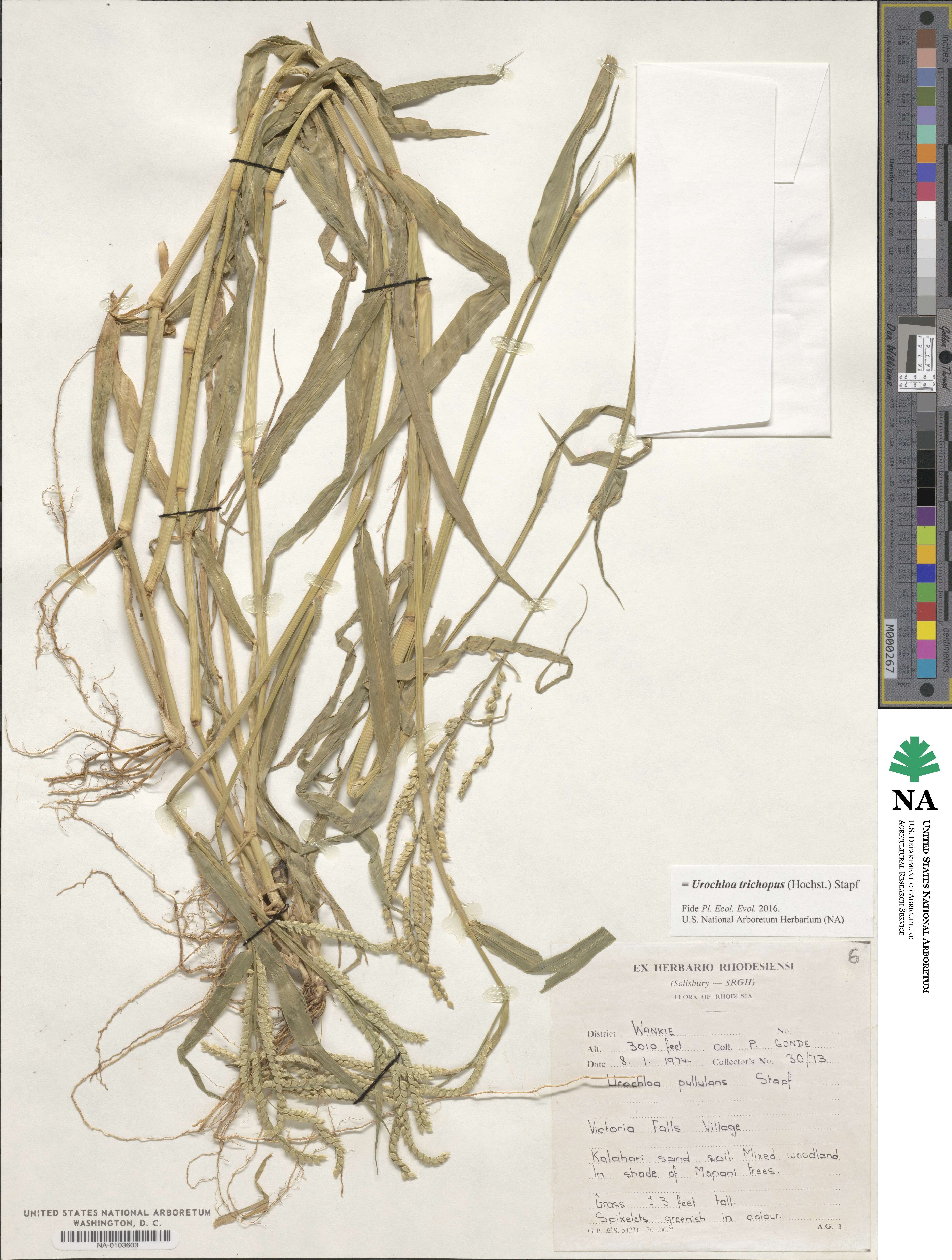Urochloa trichopus image