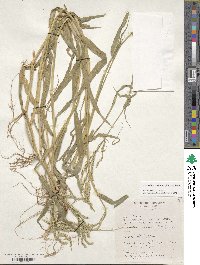 Urochloa trichopus image