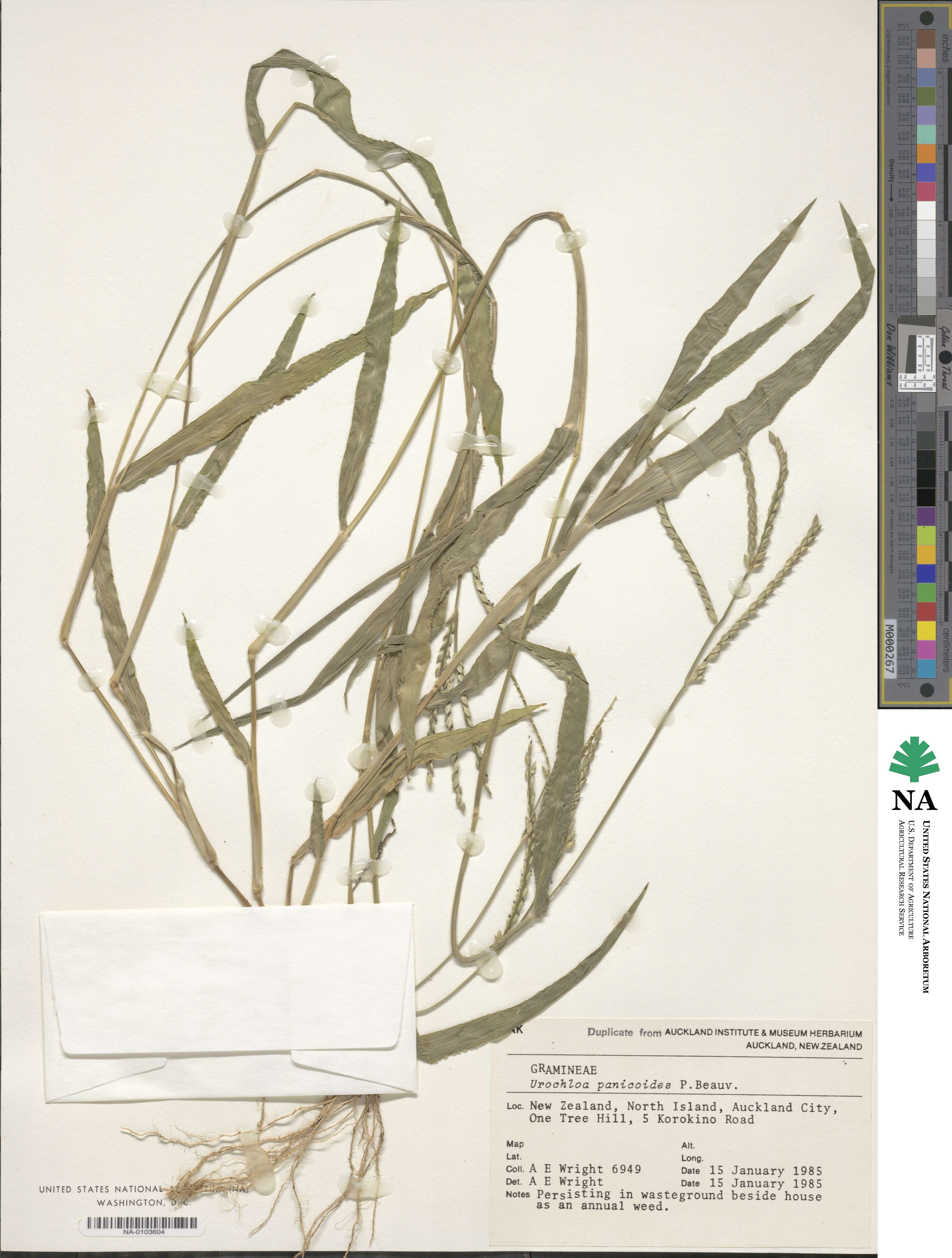 Urochloa panicoides image