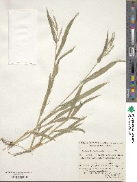 Urochloa panicoides image