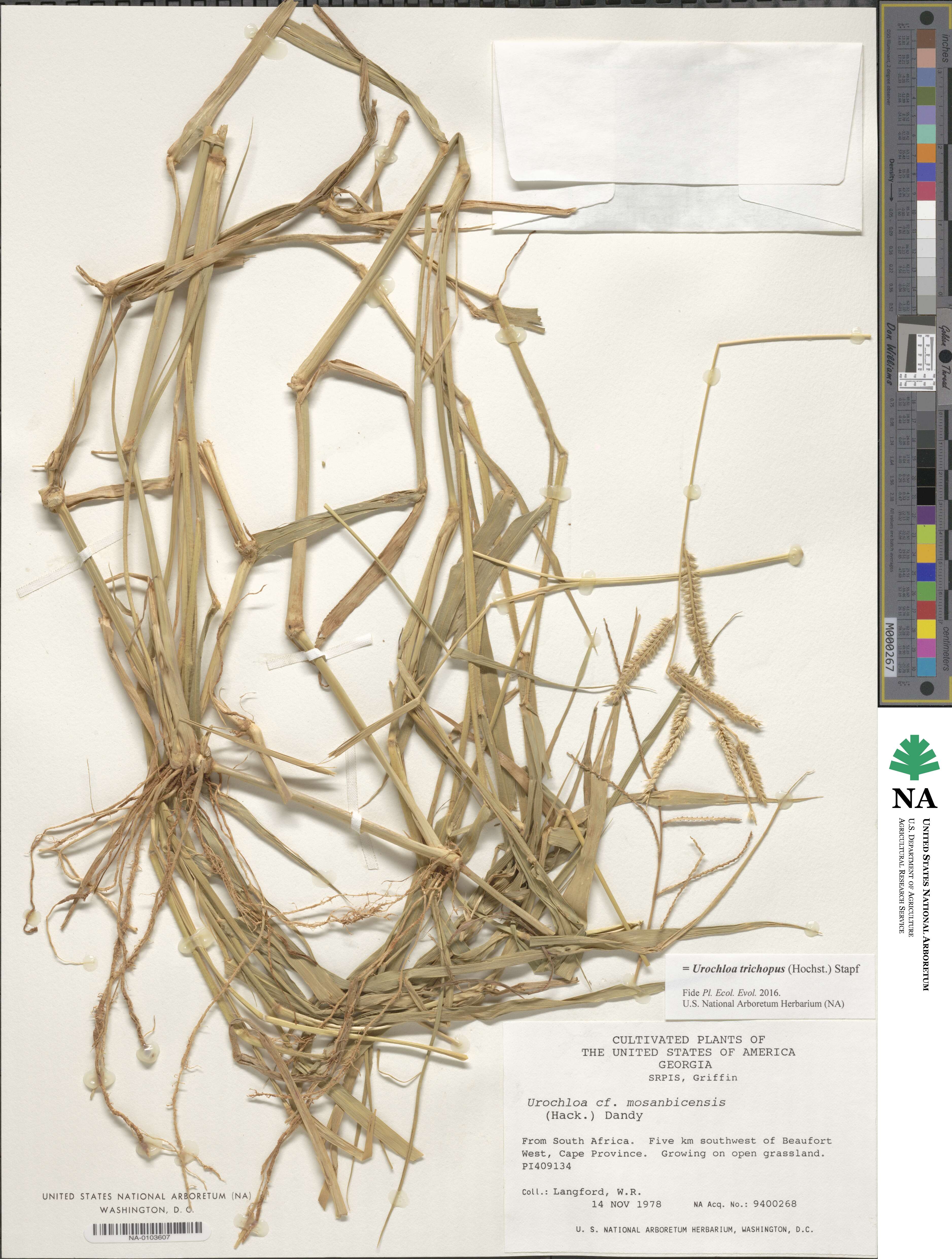 Urochloa trichopus image