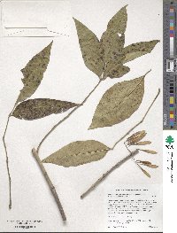 Fraxinus pennsylvanica var. pennsylvanica image