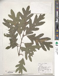 Quercus alba image