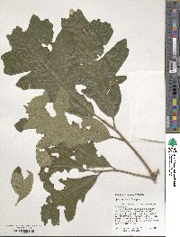 Quercus stellata image