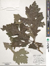 Quercus macrocarpa image