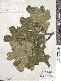 Quercus stellata image