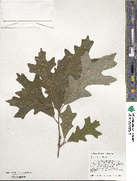 Quercus lyrata image