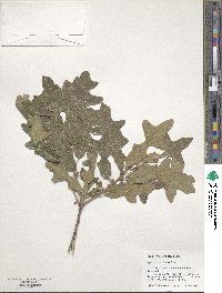 Quercus similis image