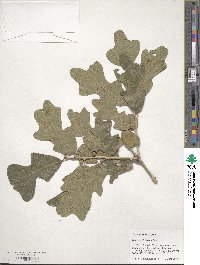 Quercus similis image