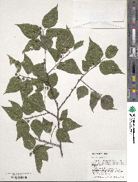 Celtis laevigata image