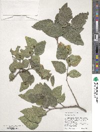 Celtis reticulata image