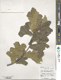 Quercus marilandica image