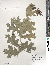 Quercus stellata image