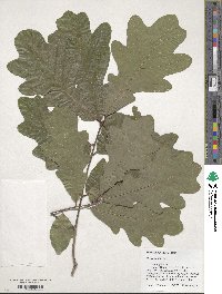 Quercus alba image