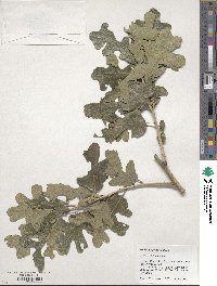 Quercus stellata image