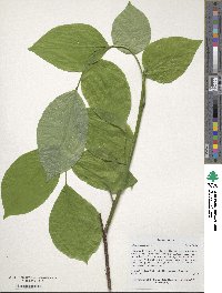 Cladrastis kentukea image