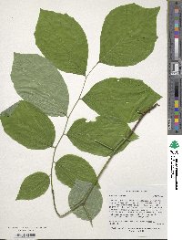 Cladrastis kentukea image