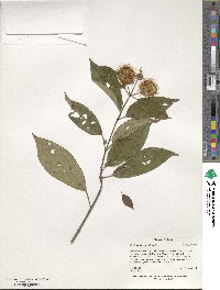 Cephalanthus occidentalis image