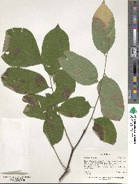 Cladrastis kentukea image