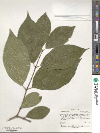 Calycanthus floridus image