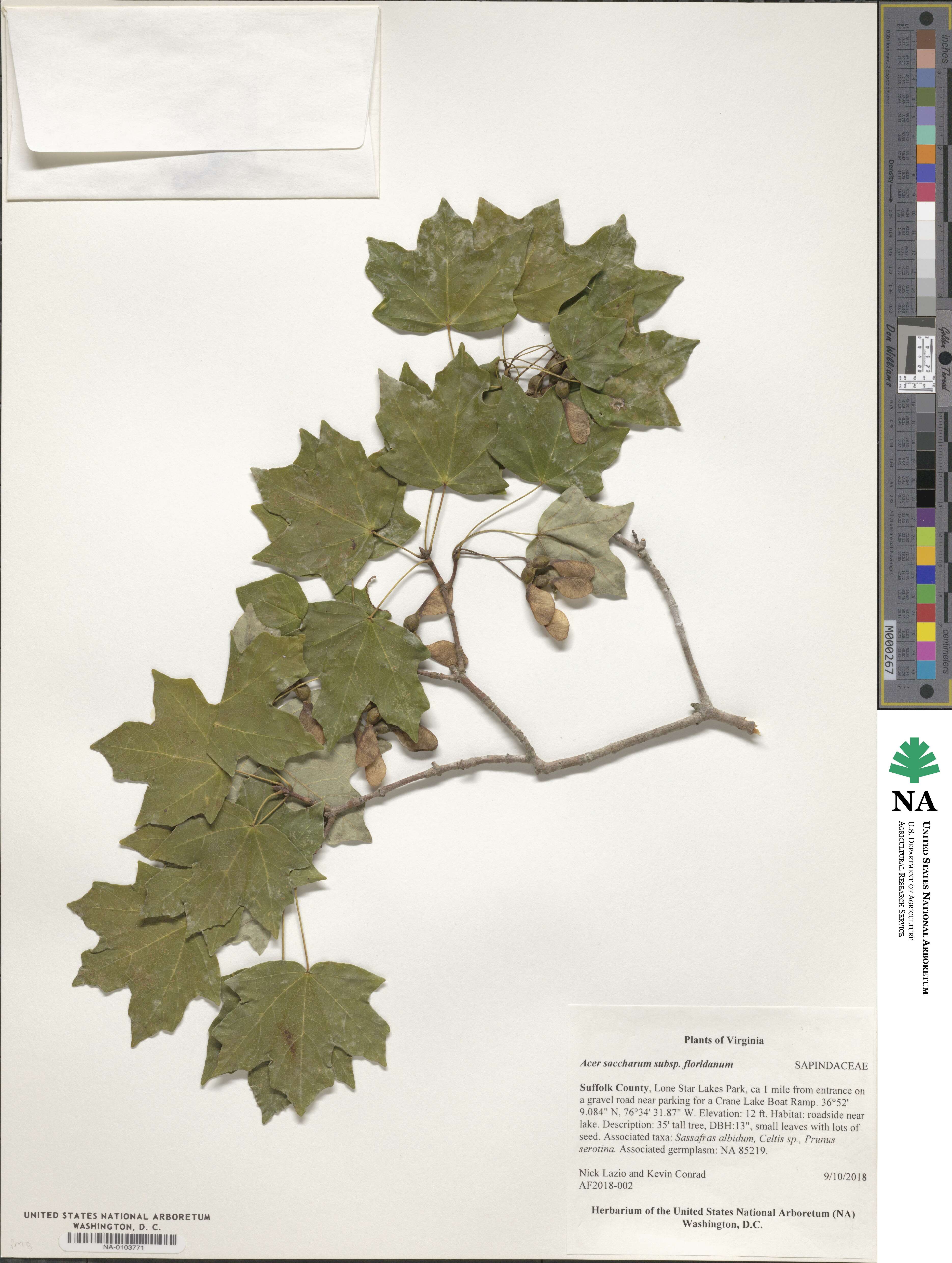 Acer barbatum image