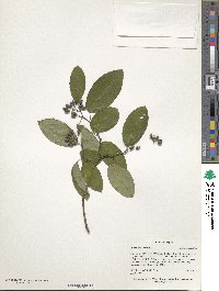 Berchemia scandens image