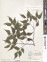 Celtis laevigata image