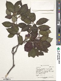 Viburnum lentago image