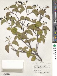 Viburnum dentatum image