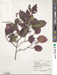 Cornus racemosa image
