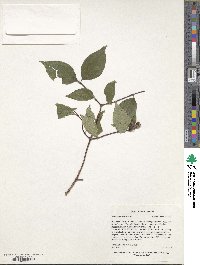 Philadelphus hirsutus image