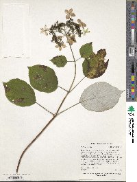 Hydrangea radiata image